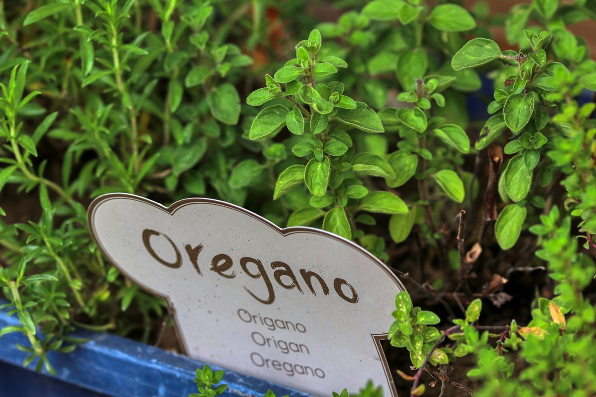 closeup cu oregano proaspat, crescut in pamant, in dreptul caruia se afla o eticheta cu denumirea plantei