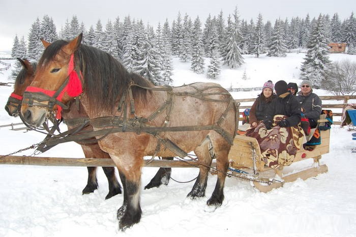 oamni care se plimca cu o sanie trasa de cai cu zurgalai, iarna, in Apuseni, la o vacanță de Crăciun autentic românesc