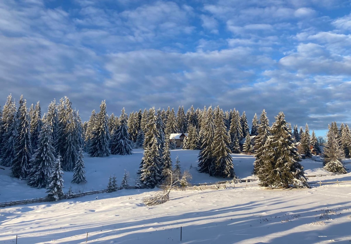 peisaj de iarna la munte, imagine panoramica, cu brazi acoperiti de zapada si o cabanuta intre ei, iar deasupra un cer limpede albastru