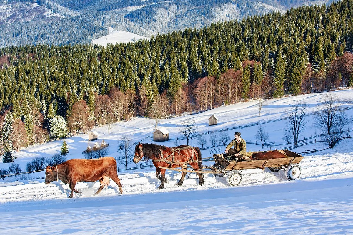 barbat in caruta trasa de cal, cu o vaca care merge inaintea lor, fotografiati la munte, iarna, cu drumul plin de zapada iar in fundal o padure cu brazi ninsi