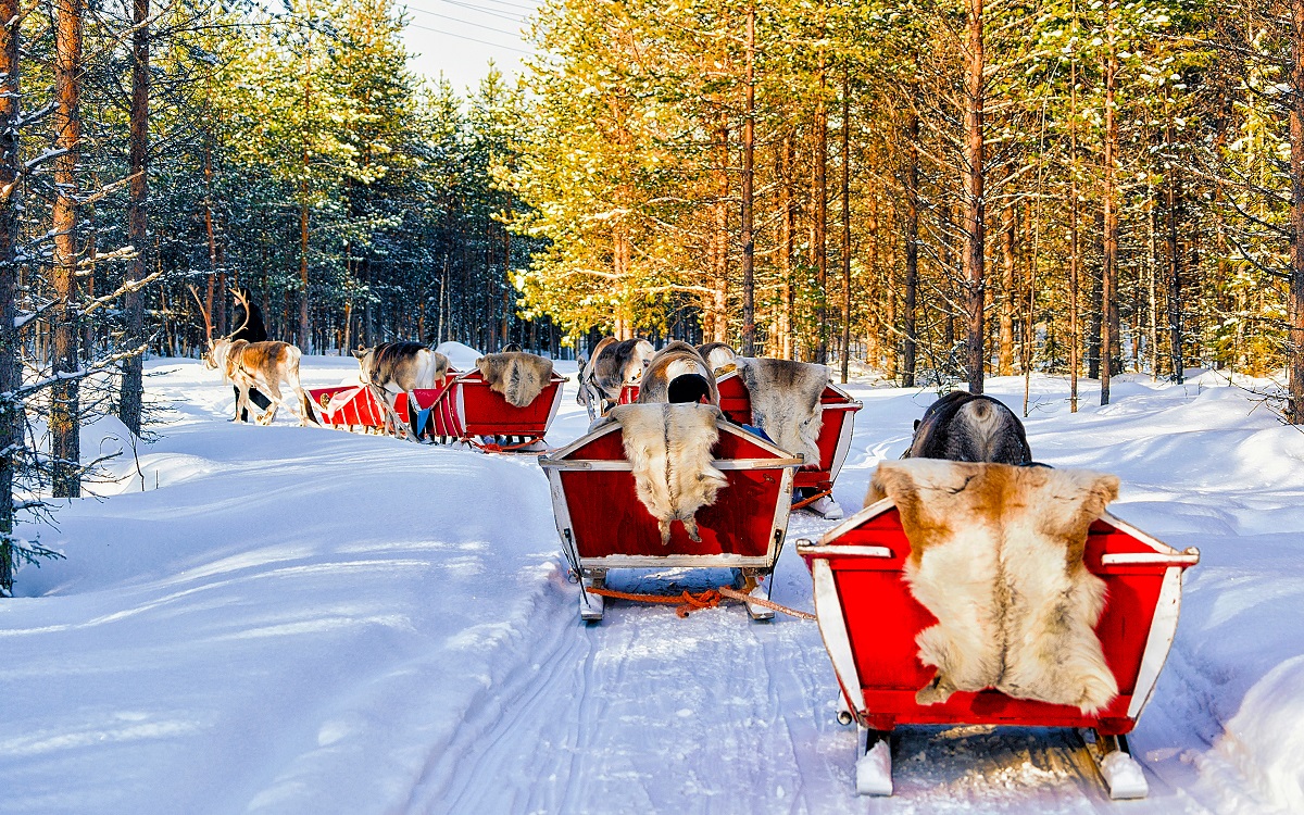 People on Reindeer sleigh in Finland in Rovaniemi at Lapland farm. Family on Christmas sledge at winter sled ride safari with snow Finnish Arctic north pole. Fun with Norway Saami animals.