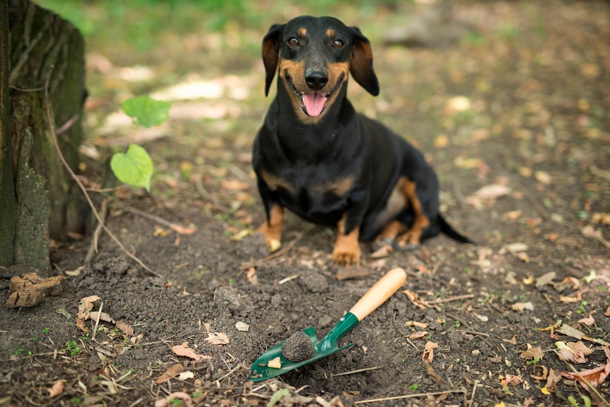 Truffle mushroom plant and trained dog happy for finding expensive truffles in forest.